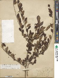 Ilex decidua image