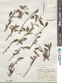 Ilex decidua image