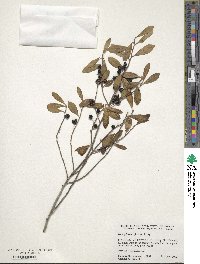 Ilex glabra image