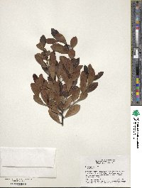 Ilex glabra image