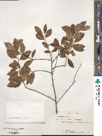 Ilex glabra image