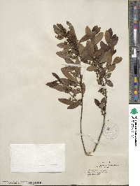 Ilex glabra image