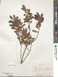 Ilex glabra image