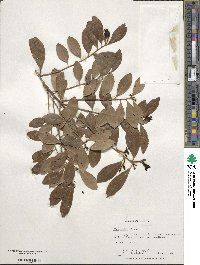 Ilex glabra image