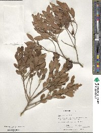 Ilex glabra image