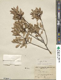 Ilex glabra image