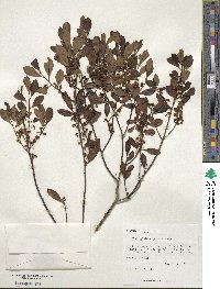 Ilex glabra image