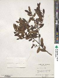 Ilex glabra image