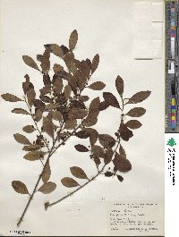 Ilex glabra image