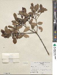 Ilex glabra image