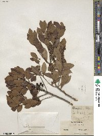 Ilex glabra image