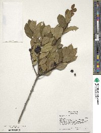 Ilex glabra image