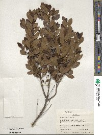 Ilex glabra image