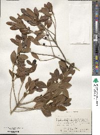 Ilex glabra image