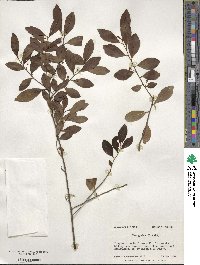 Ilex glabra image