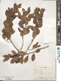 Ilex glabra image