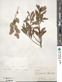 Ilex glabra image