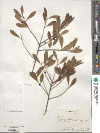 Ilex glabra image