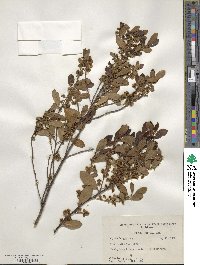 Ilex glabra image