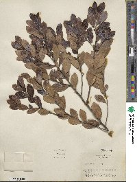 Ilex glabra image