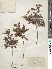 Ilex glabra image