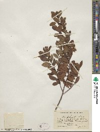 Ilex glabra image