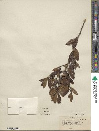 Ilex glabra image