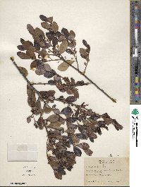 Ilex glabra image