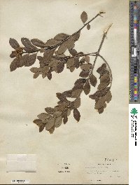 Ilex glabra image