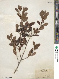 Ilex glabra image