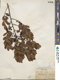 Ilex glabra image