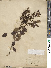 Ilex glabra image