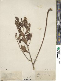 Ilex glabra image