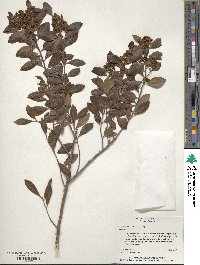 Ilex glabra image