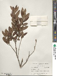 Ilex glabra image