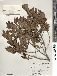 Ilex glabra image