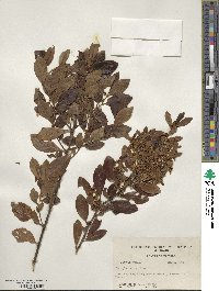 Ilex glabra image