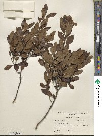 Ilex glabra image