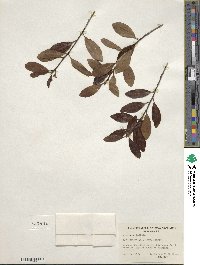 Ilex glabra image