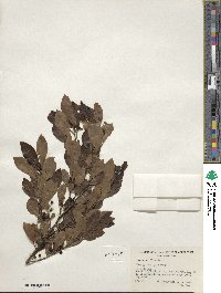 Ilex glabra image