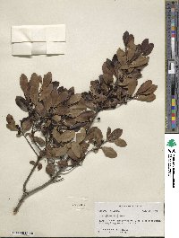 Ilex glabra image