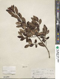 Ilex glabra image