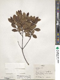 Ilex glabra image