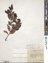 Ilex glabra image