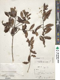 Ilex glabra image