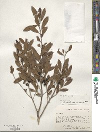 Ilex glabra image