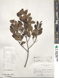 Ilex glabra image