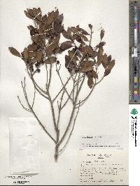 Ilex glabra image