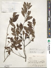 Ilex glabra image