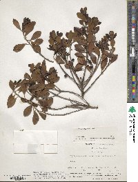 Ilex glabra image